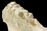 Oreodont (Merycoidodon) Jaw Section - South Dakota #154204-1